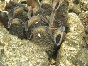 Group of live Margaritifera margaritifera in a river bed in Sweden